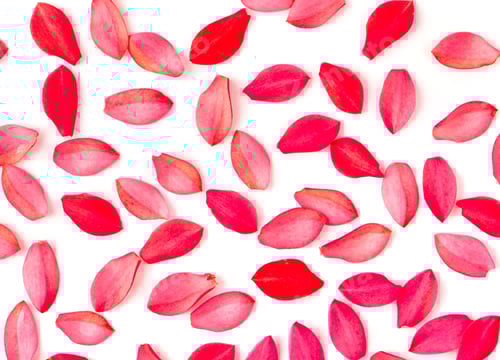 Preview: flower petals isolated on white .top view