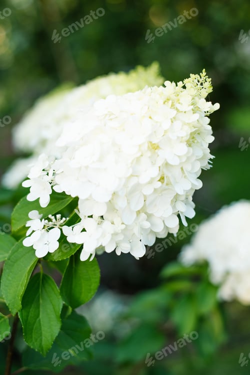 Preview: White hydrangea Polar Bear full bloom in garden