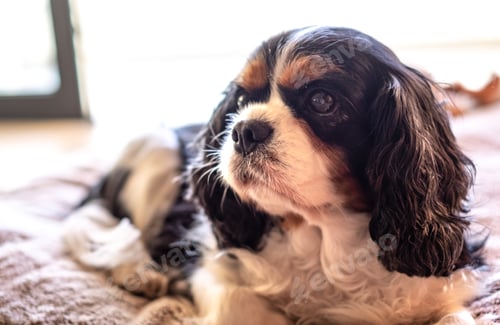 Preview: Closeup portrait of cute young female dog cavalier king charles spaniel napping on outdoors balcony