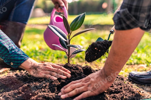 Preview: World environment day afforestation nature and ecology concept The male volunteer are planting seedl