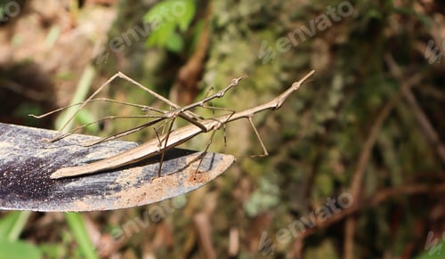 Preview: Fake stick insect couple