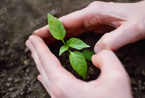 Preview: hands close-up in the shape of a heart hold a small sapling of a tree or a plant sprout against the