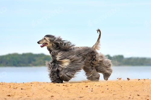 Preview: Running Afghan Hound