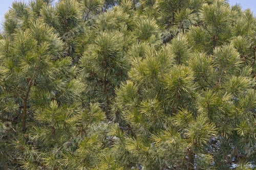 Preview: Close-Up Image Of Shortleaf Pine (Pinus Echinata).