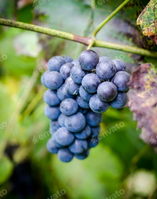 Preview: Grapes on a branch
