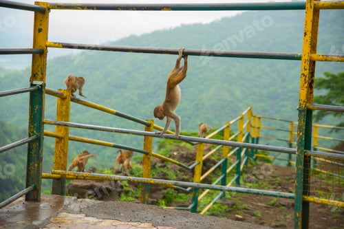 Preview: Monkey on railing at viewpoint of hill station.