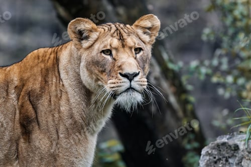 Preview: Majestic Lioness in the Wild