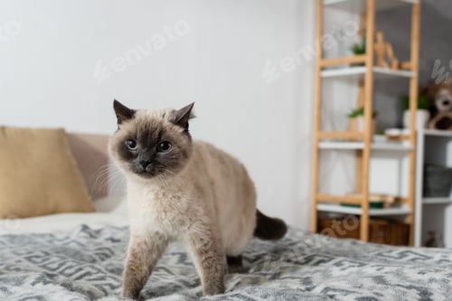 Preview: cat looking at camera while walking on bed at home