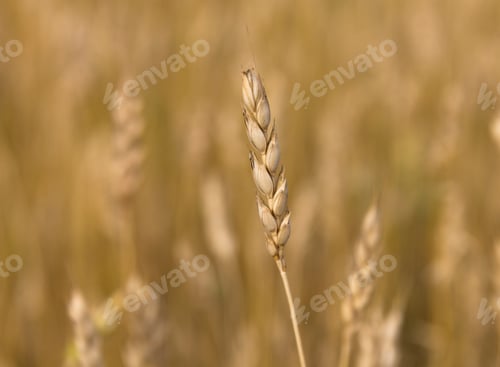 Preview: Yellow grain ready for harvest growing in a farm field