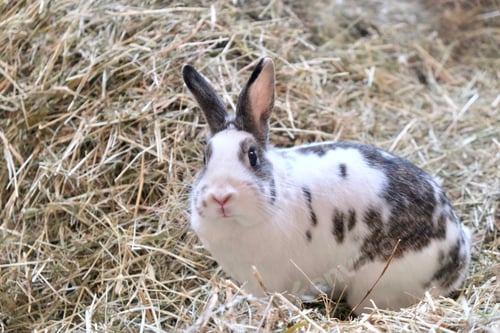 Preview: The rabbit is sitting on the hay