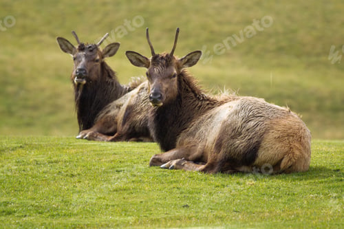Preview: Two elk relaxing in grass.