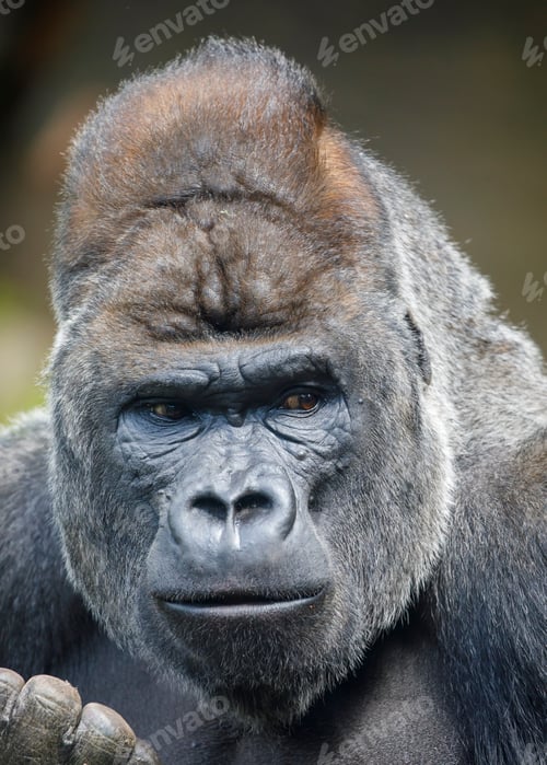 Preview: Closeup of Western Lowland Gorilla