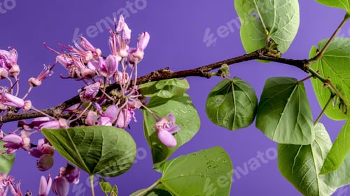 Preview: Blooming cercis siliquastrum on a purple background
