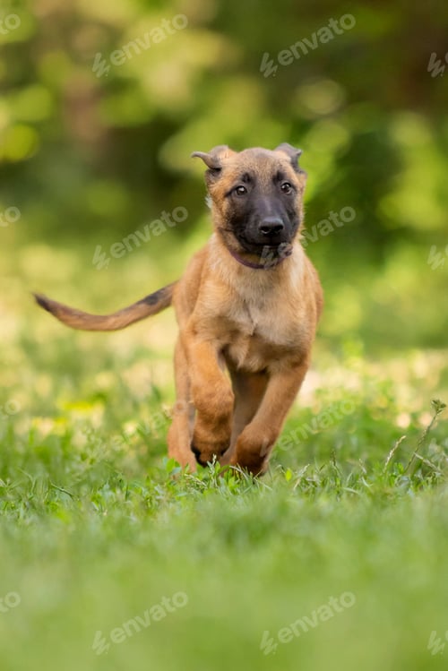 Preview: Belgian Malinois Puppy Running on Green GrassBelgian Malinois Puppy Running on Green Grass