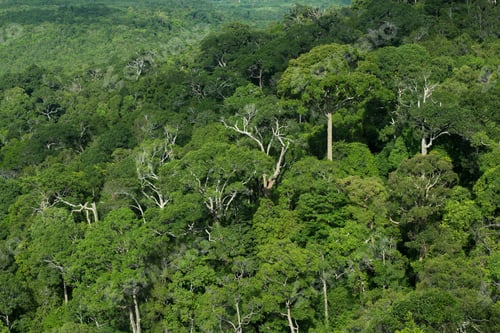 Preview: Rainforest jungle background, Thailand