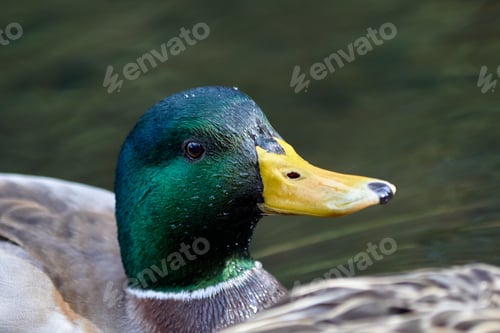 Preview: Green Head of a Male Mallard Duck