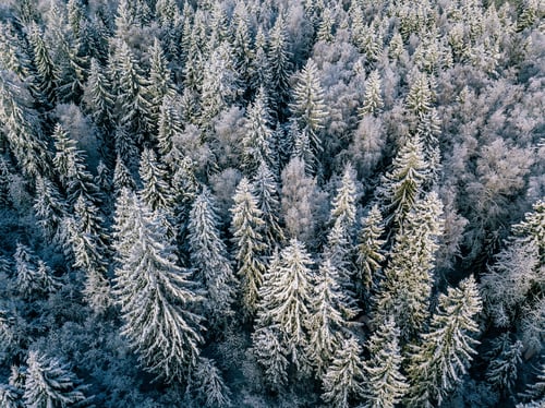 Preview: Aerial view of winter forest covered with snow, view from above.