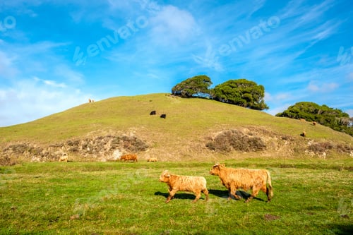Preview: Highland cows on a field, California
