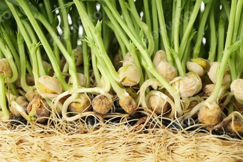 Preview: Green peas sprouts on whole background, close up
