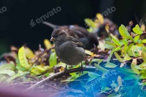 Preview: Sparrow in the autumn backyard looking for a meal