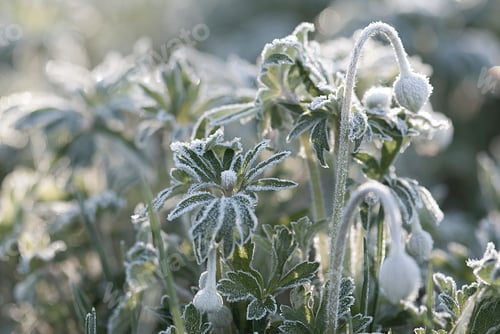 Preview: Beautiful sunlight on garden flowers and plants,is early frozen spring morning in nature