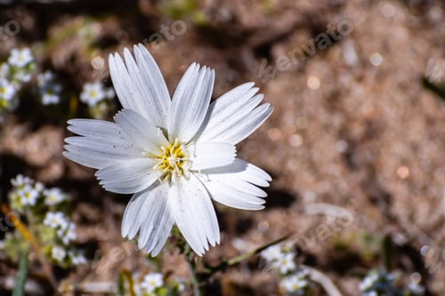 Preview: Desert Chicory wildflower