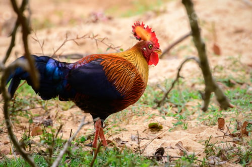 Preview: Beautiful Sri Lankan jungle fowl foraging the Forests of Yala national park