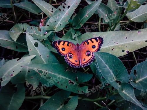 Preview: Peacock pansy butterfly