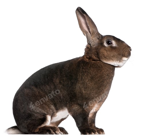 Preview: Castor Rex rabbit in front of white background