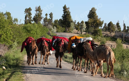 Preview: Nomadic People