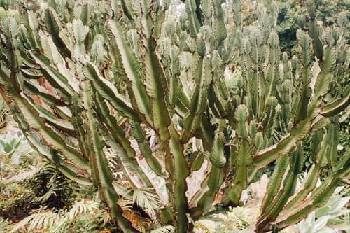 Preview: Cacti on the slopes of rocks on the island of Tenerife.Large cacti in the mountains.Canary Islands