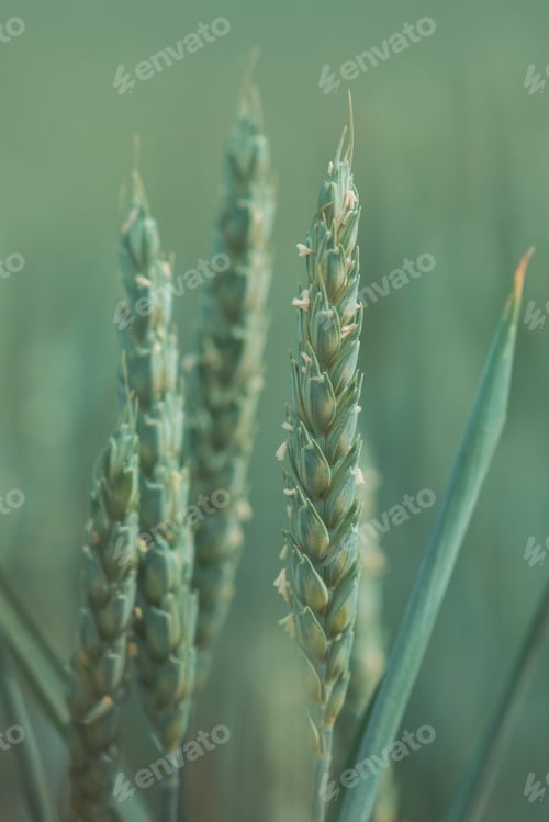 Preview: Green awnless wheat head in field
