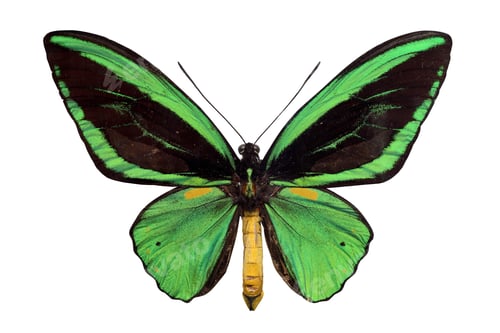 Preview: green papilio