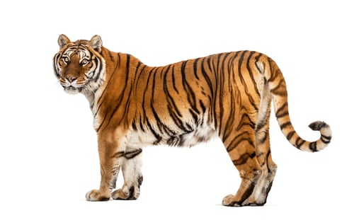 Preview: Tiger isolated
