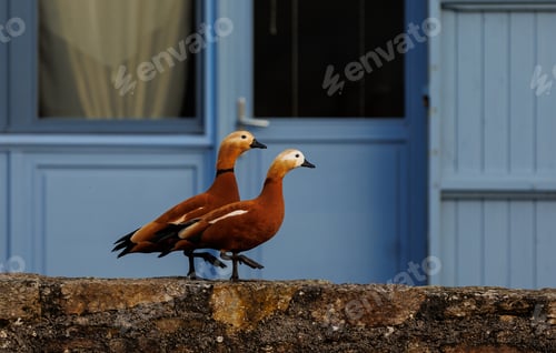Preview: Two beautiful ducks synchronized