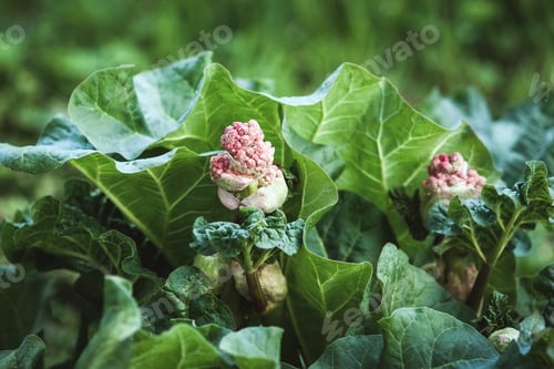 Preview: Himalayan rhubarb, Indian rhubarb plant flowering in garden, Rheum australe with flower buds