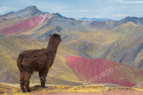 Preview: An Alpaca standing on the edge of a mountain and watching the Palccoyo mountains in Peru