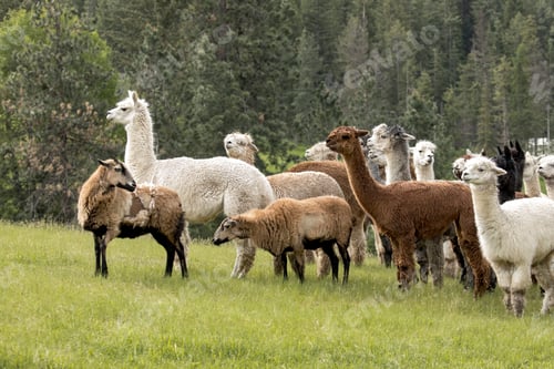 Preview: Icelandic sheep leads the alpacas.
