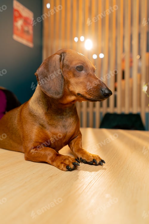 Preview: A small cute dachshund dog sits in a cafe with love for pets peers into distance with interest