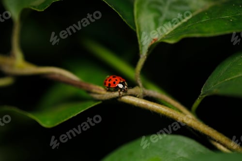 Preview: Ladybug on Green Vine in Natural Setting