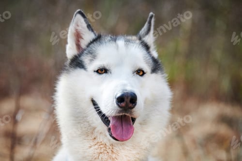 Preview: Siberian Husky dog portrait with brown eyes and gray coat color, cute sled dog breed