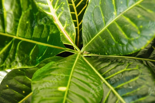 Preview: Croton close up. Codiaeum in a white flower pot stands on the windowsill. Home plants care concept