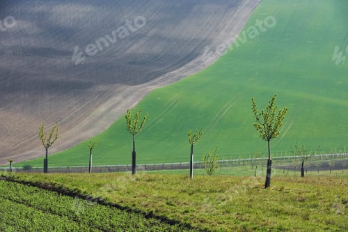 Preview: Beautiful nature. Line of fresh trees on the green agriciltural fields at daytime