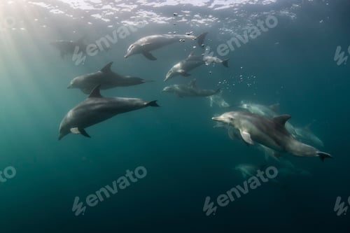 Preview: Pod of dolphins swimming gracefully underwater