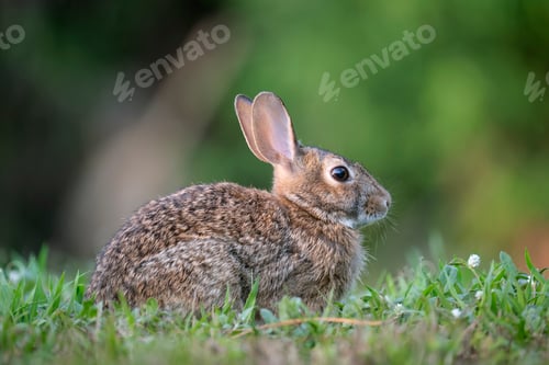 Preview: Grey small hare eating grass on summer field.