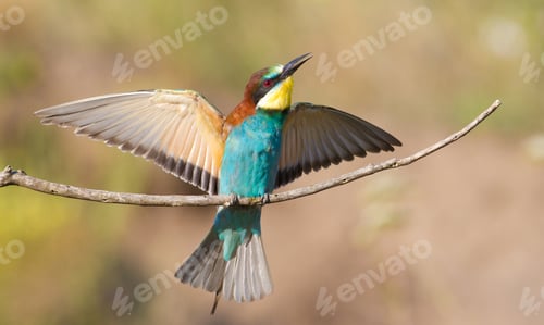 Preview: European bee-eater, Merops apiaster. A very beautiful bird sits on a branch, spread its wings