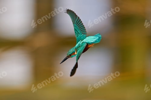 Preview: Common kingfisher (Alcedo atthis)