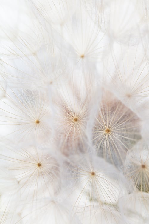 Preview: Abstract dandelion macro flower background. Seed macro closeup. Soft focus