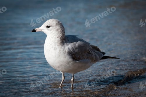 Preview: Small, gray and white Ring-billed gull on the coast of seaside