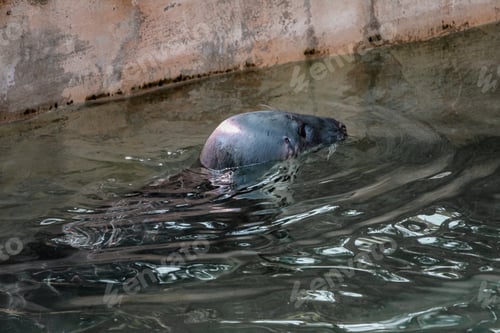 Preview: The grey seal floats in the clean clear water of the pool at the zoo. The wild sea animals